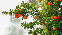 De color naranja brillante y aromáticas: Mandarinas Nadorcott de BioTropic