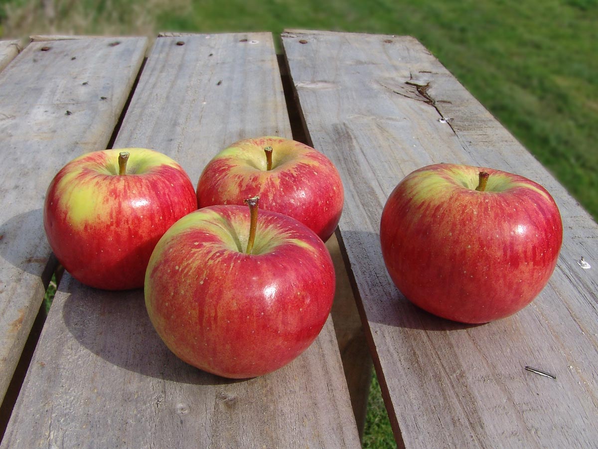 Manzanas ecológicas de ultramar