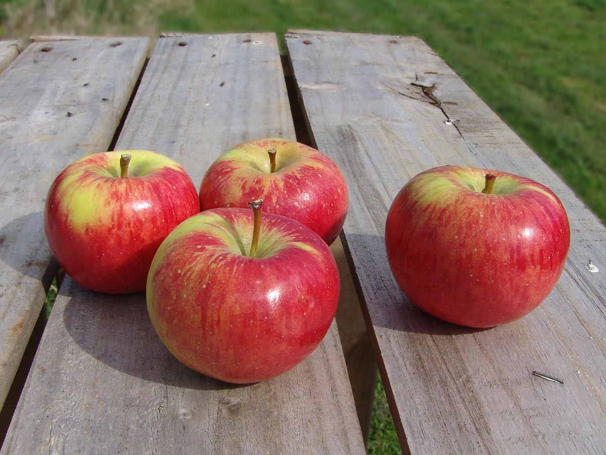 BioTropic - ORGANICS FOR ONE WORLD - Organic apples from overseas –  environmentally friendly?