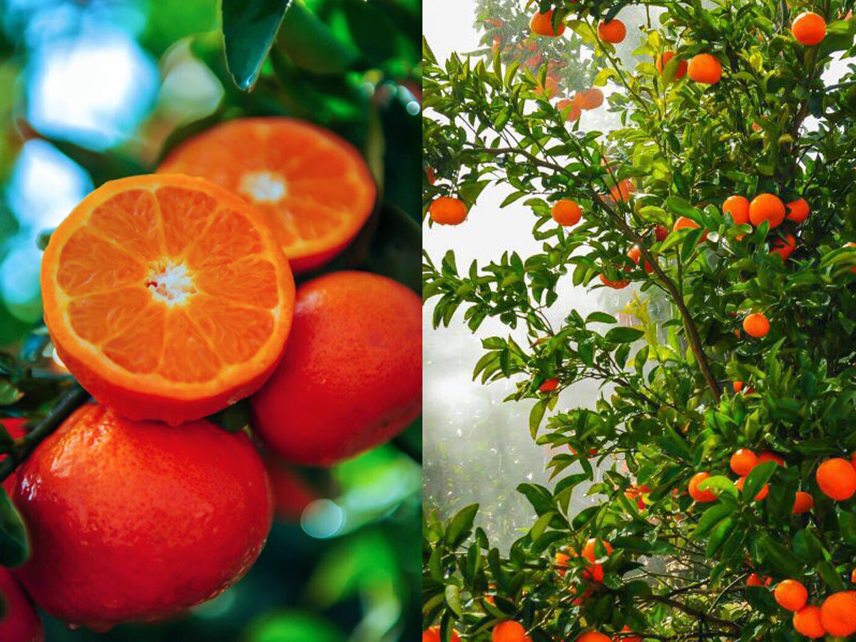 Frutas de lujo: Ramas llenas de fruta que cuelga en el mandarino ecológico