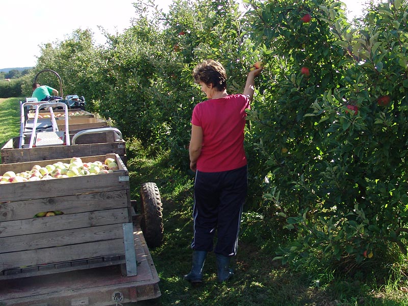 BioTropic - ORGANICS FOR ONE WORLD - Organic apples from overseas –  environmentally friendly?