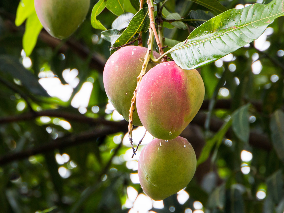 It's Mango Time.