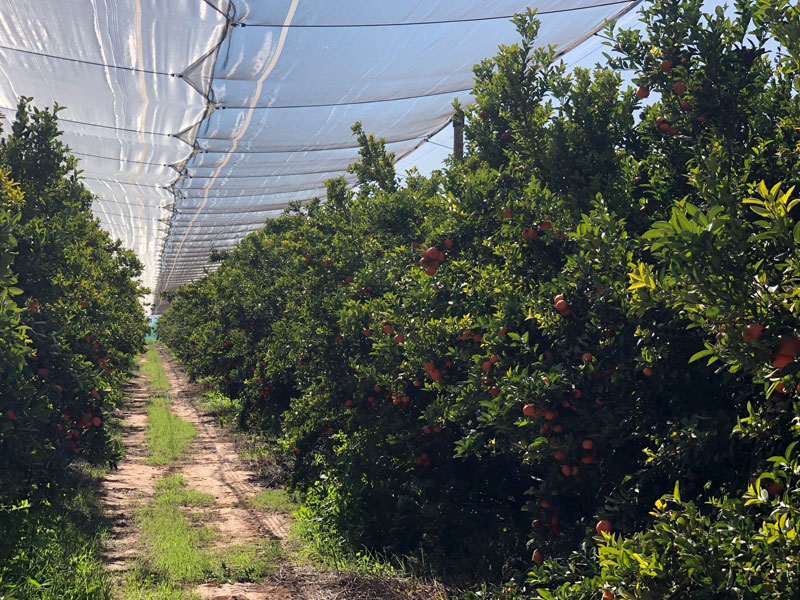 Biotropic Sun Drenched Moroccan Nadorcott Mandarins